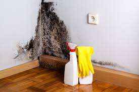 Best Mold Remediation for Vacation Homes  in USA